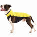 schwarz-weißer Pitbull, mit  schwarz-gelbem Pullover, von Sofa Dog Wear
