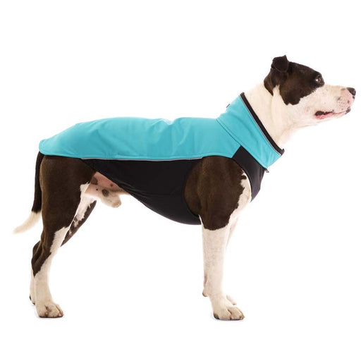 schwarz-weißer Pitbull, mit  schwarz-blauen Pullover, von Sofa Dog Wear