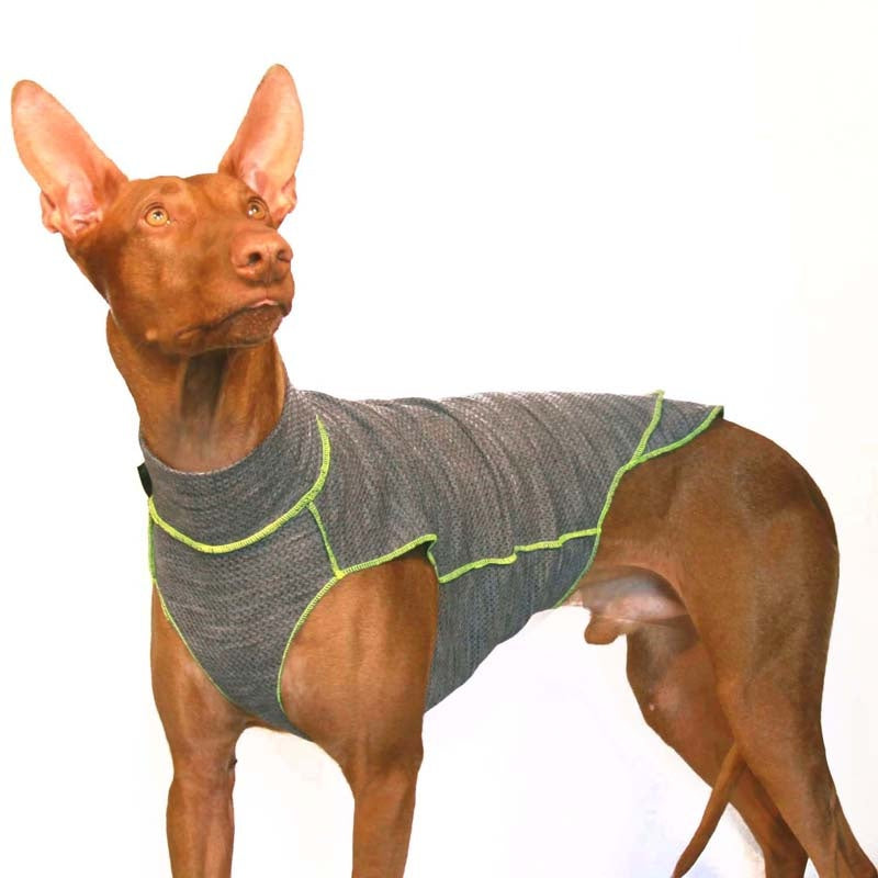 Brauner Windhund mit Baumwollunterwäsche, von Sofa Dog Wear