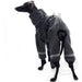 Whippet mit antrazit Ninja Overall - Cotton von DG Dog Gear